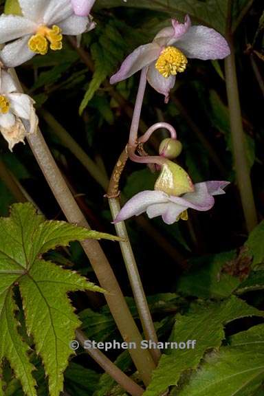 begonia pinnatifida 1 graphic